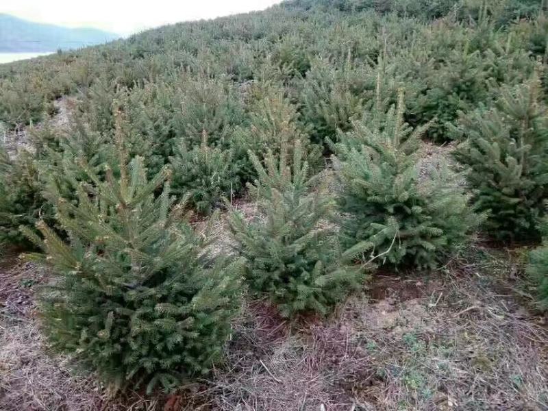 云杉苗基地直供大量上市保质保量价格优惠欢迎致电