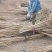 大榛子苗基地直供一手货源量大价优保质保量欢迎致电