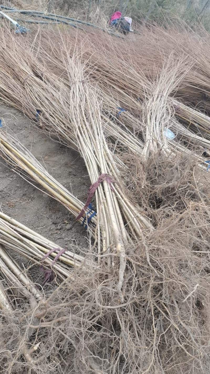 大榛子苗基地直供一手货源量大价优保质保量欢迎致电