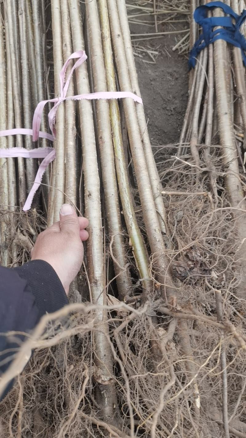 大榛子苗基地直供一手货源量大价优保质保量欢迎致电
