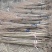 大榛子苗基地直供一手货源量大价优保质保量欢迎致电