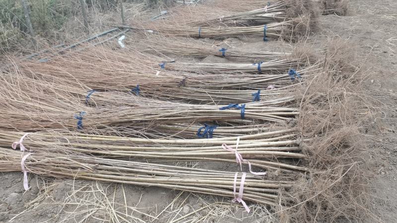 大榛子苗基地直供一手货源量大价优保质保量欢迎致电