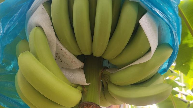 广西香蕉，大基地精品好货，质量安全保证，果面干净漂亮
