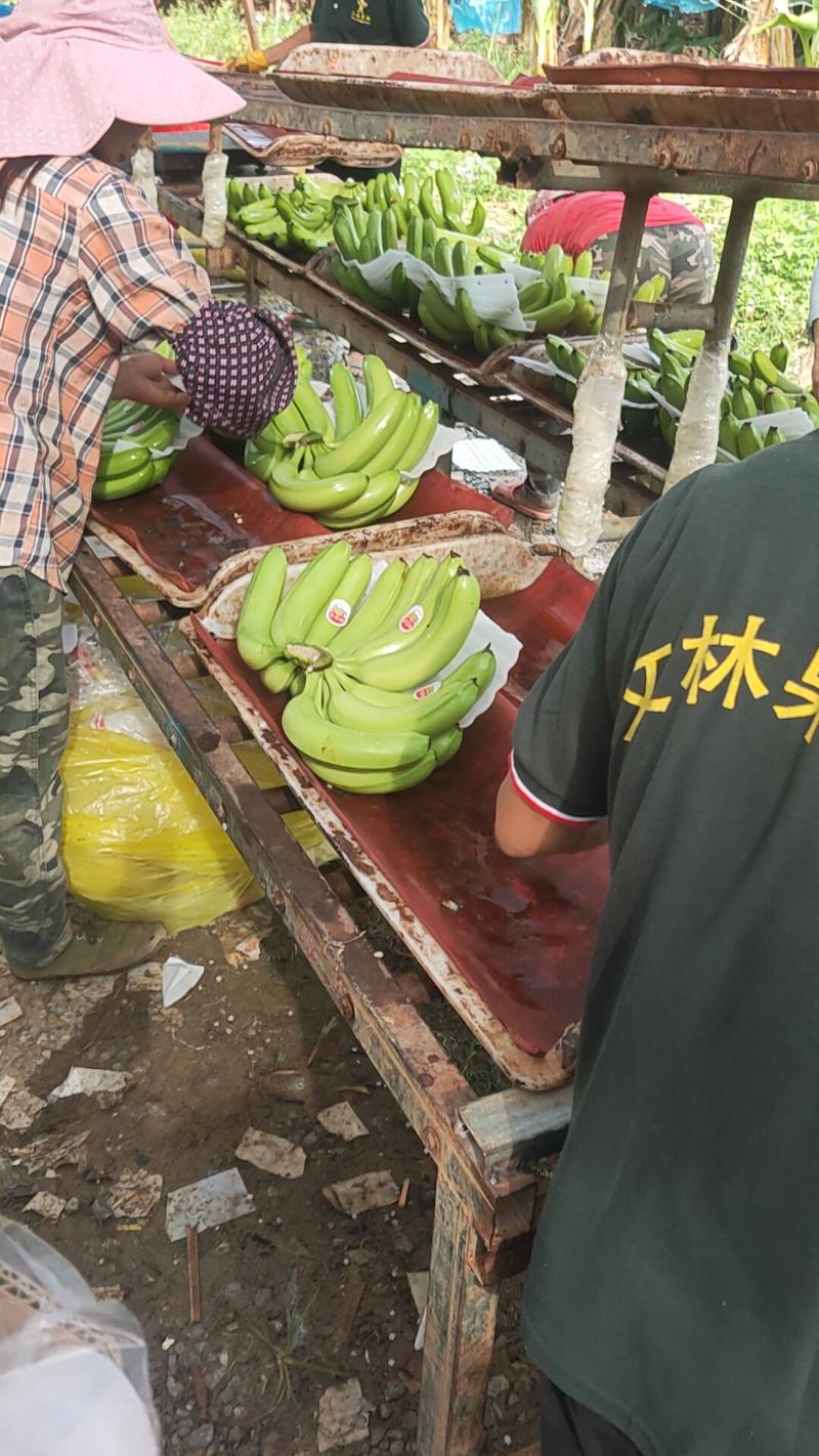 广西香蕉，大基地精品好货，质量安全保证，果面干净漂亮