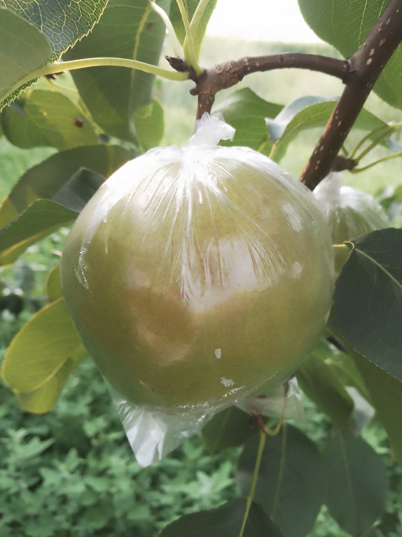 山西玉露香梨种植基地供应全国超市，礼品水果店
