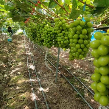 四川大凉山鲜甜阳光玫瑰个大品质好