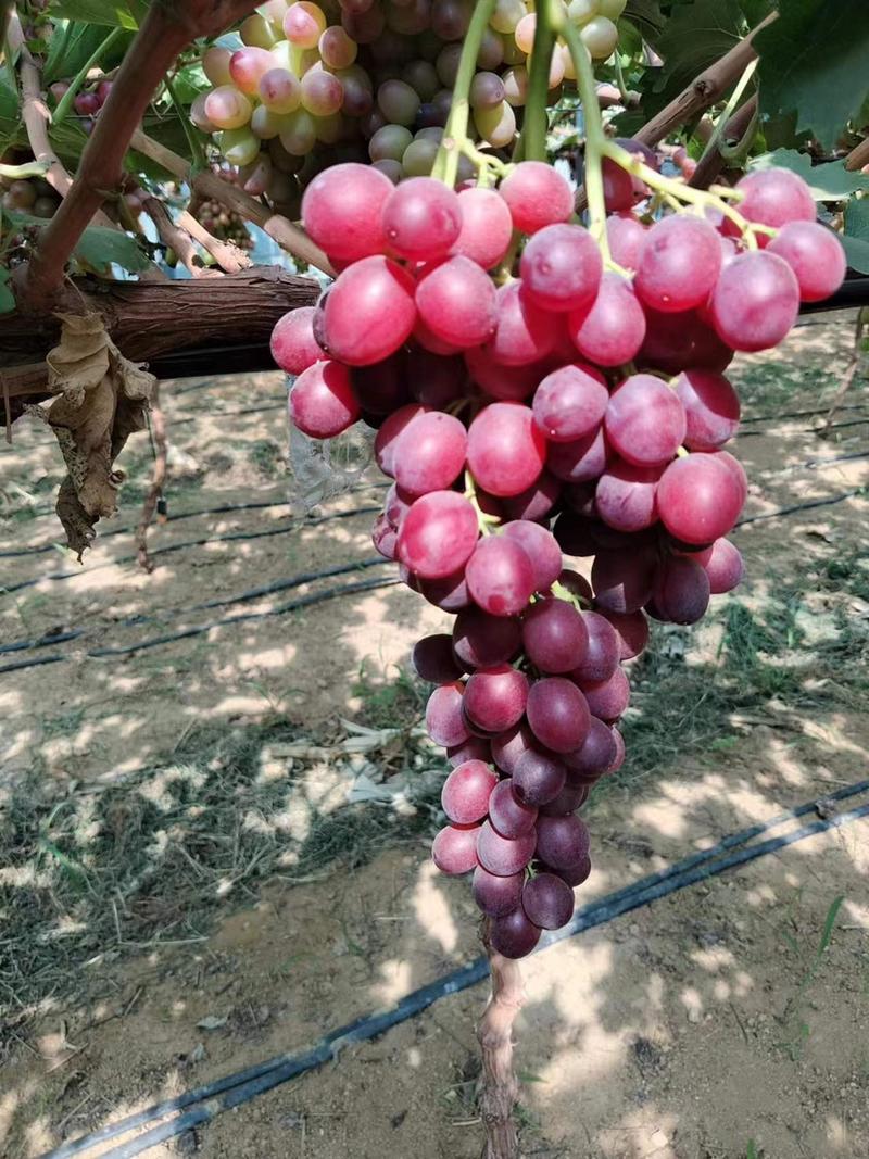 中国红玫瑰葡萄现货欢迎采购预购产地供货