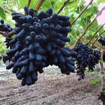四川凉山蓝宝石葡萄大量上市口感好品质有保证欢迎下单