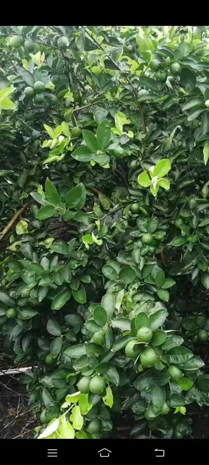小青柑