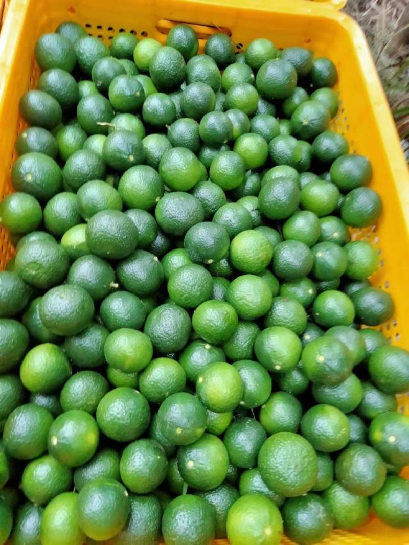 小青柑