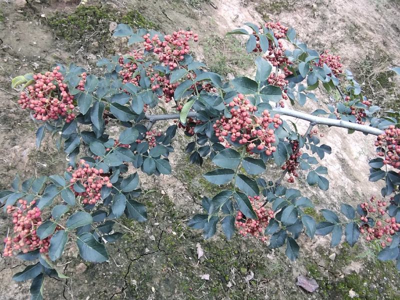 干花椒陕西渭南富平大红袍产地直供