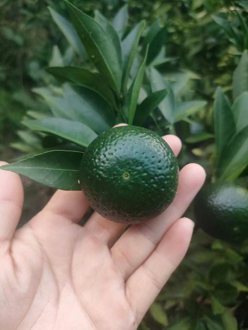 小青柑