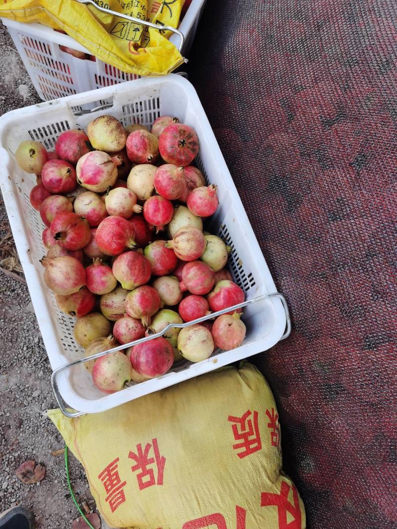 突尼斯软籽石榴小果