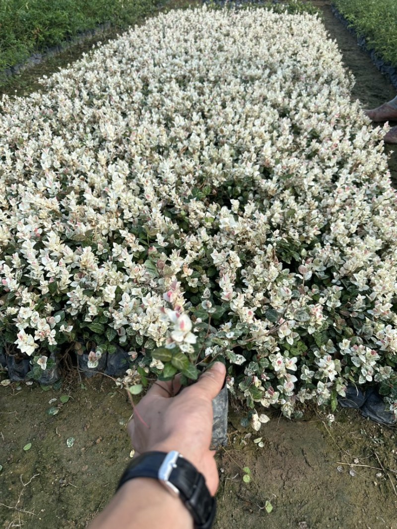 花叶洛石