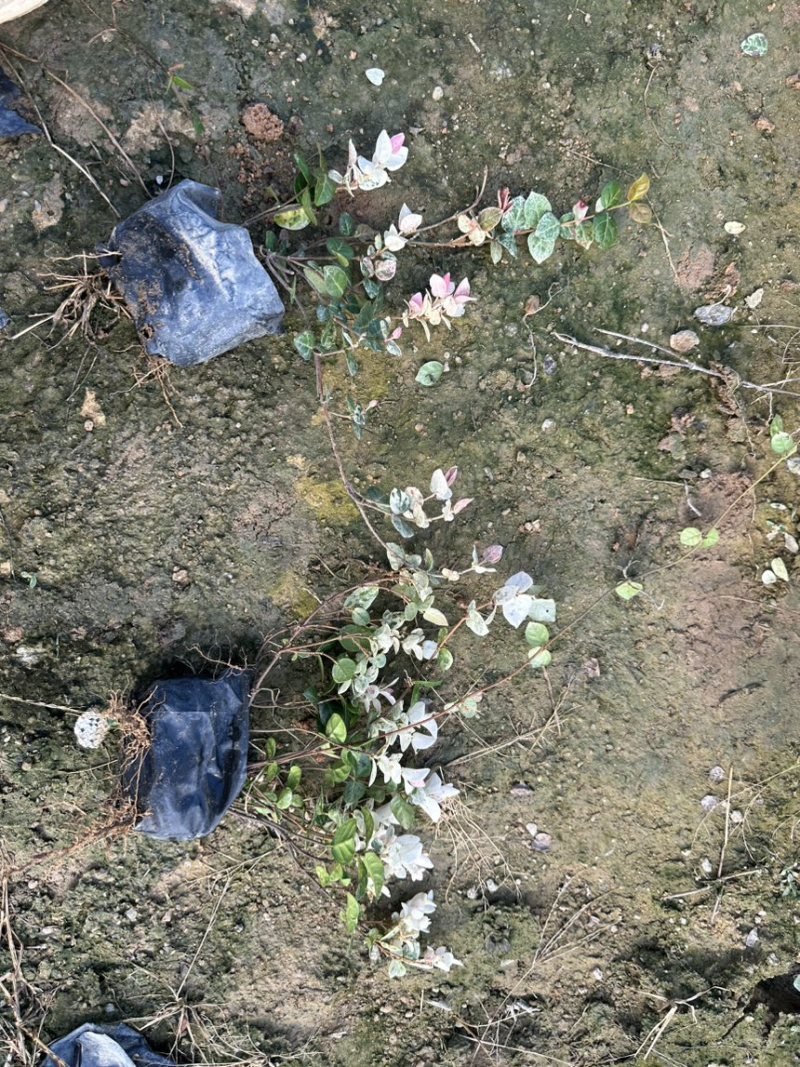 花叶洛石