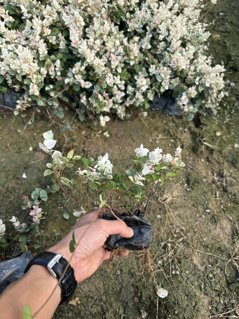花叶洛石