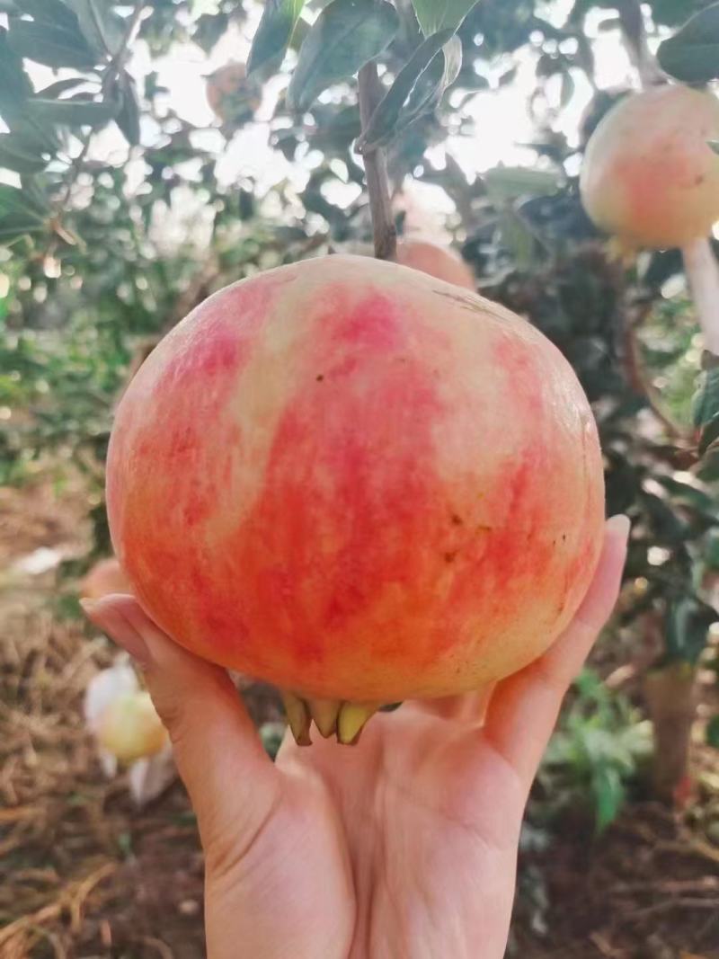 高原湖泊程海软籽石榴