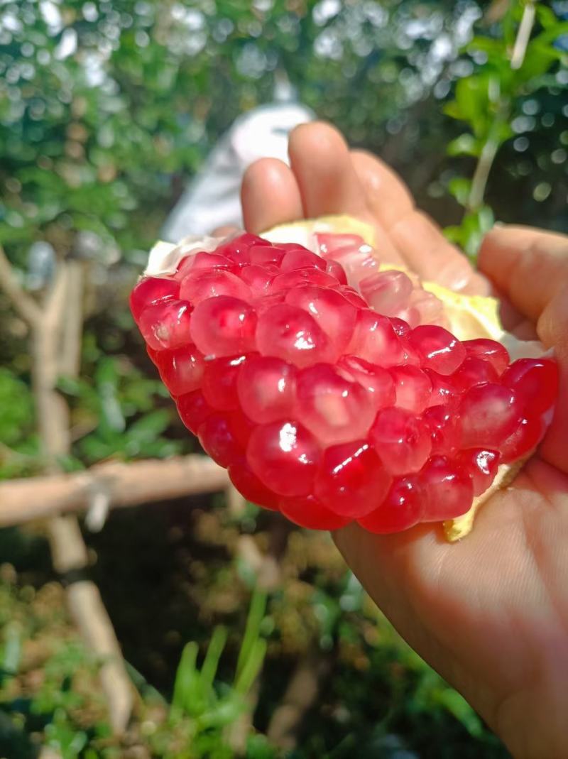 高原湖泊程海软籽石榴