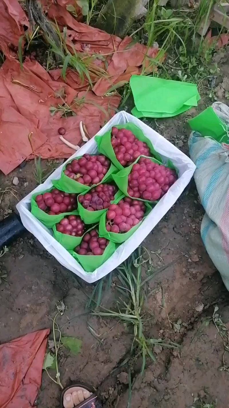 鲁山县巨峰葡萄大量上市，欢迎各地老板前来采购。