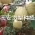 山西吕梁雪花梨，酥梨基地晋伟水果批发行