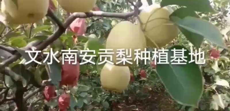 山西吕梁雪花梨，酥梨基地晋伟水果批发行