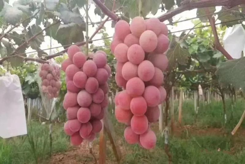 陕西妮娜皇后葡萄批发妮娜皇后葡萄基地价格