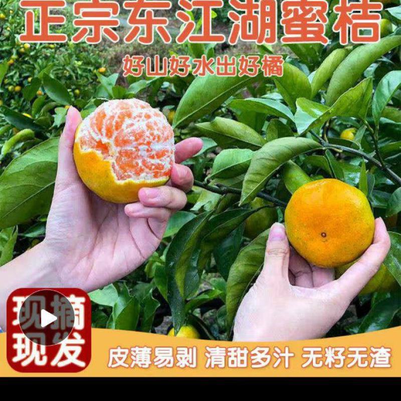 东江湖清江蜜桔已大量上市