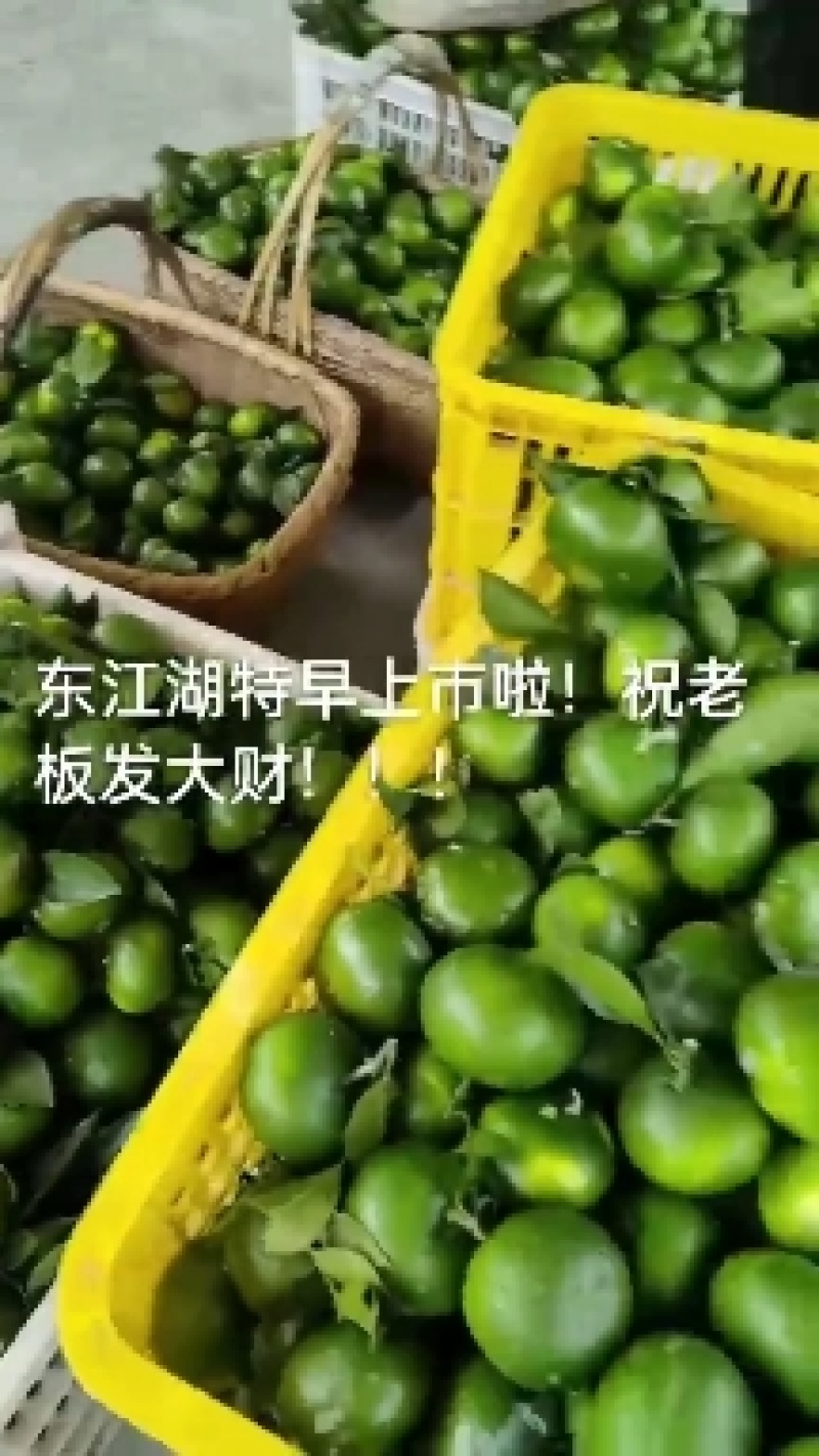 东江湖清江蜜桔已大量上市