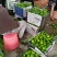 东江湖清江蜜桔已大量上市