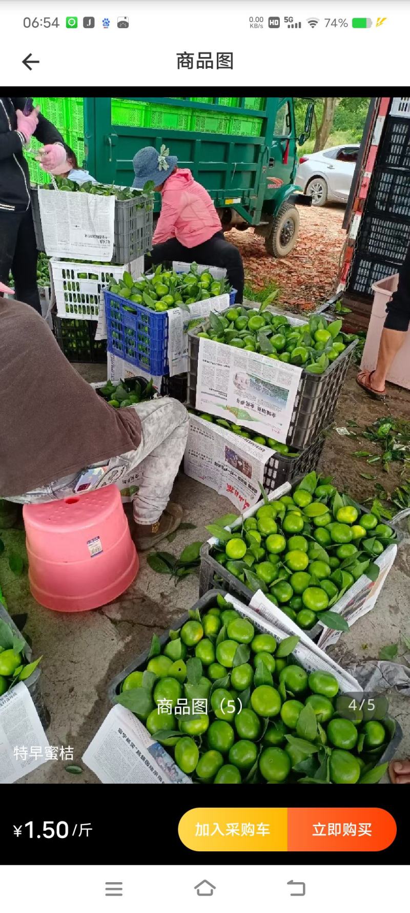 东江湖清江蜜桔已大量上市