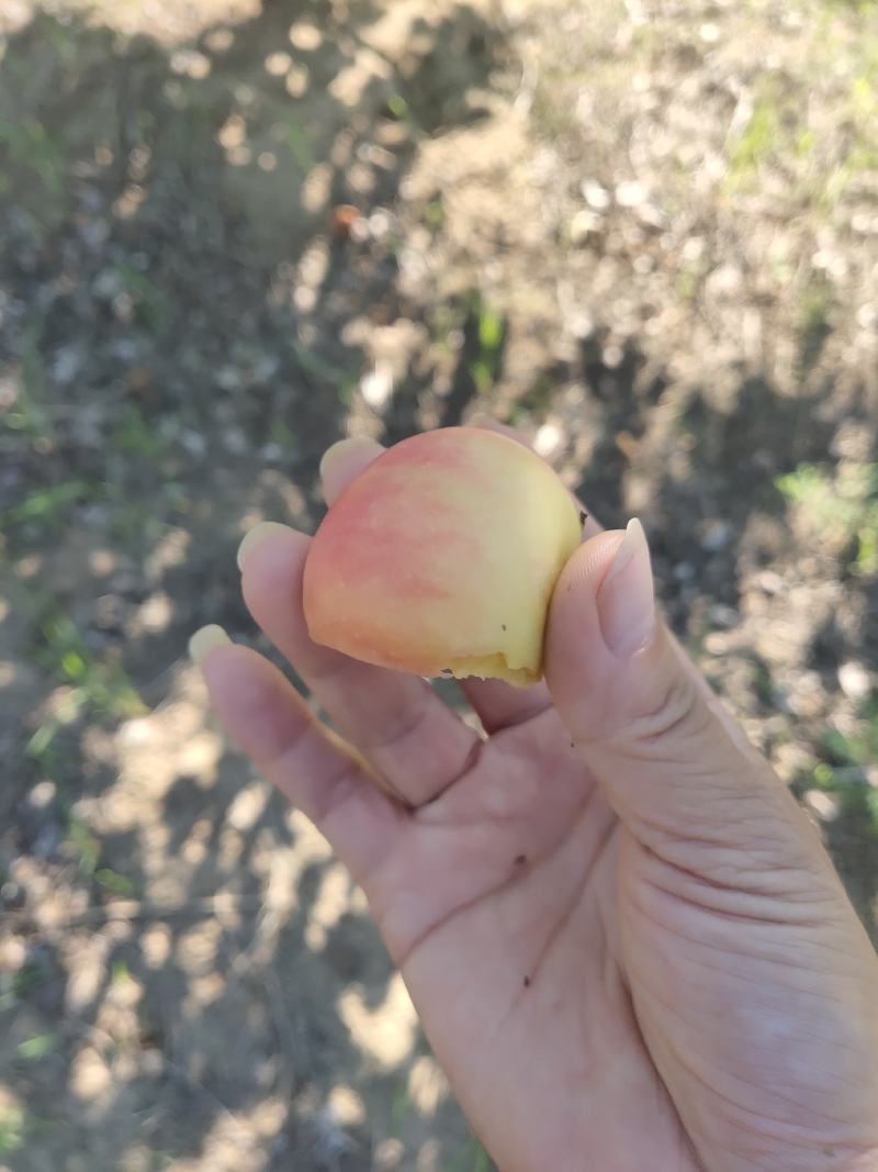 沙果
