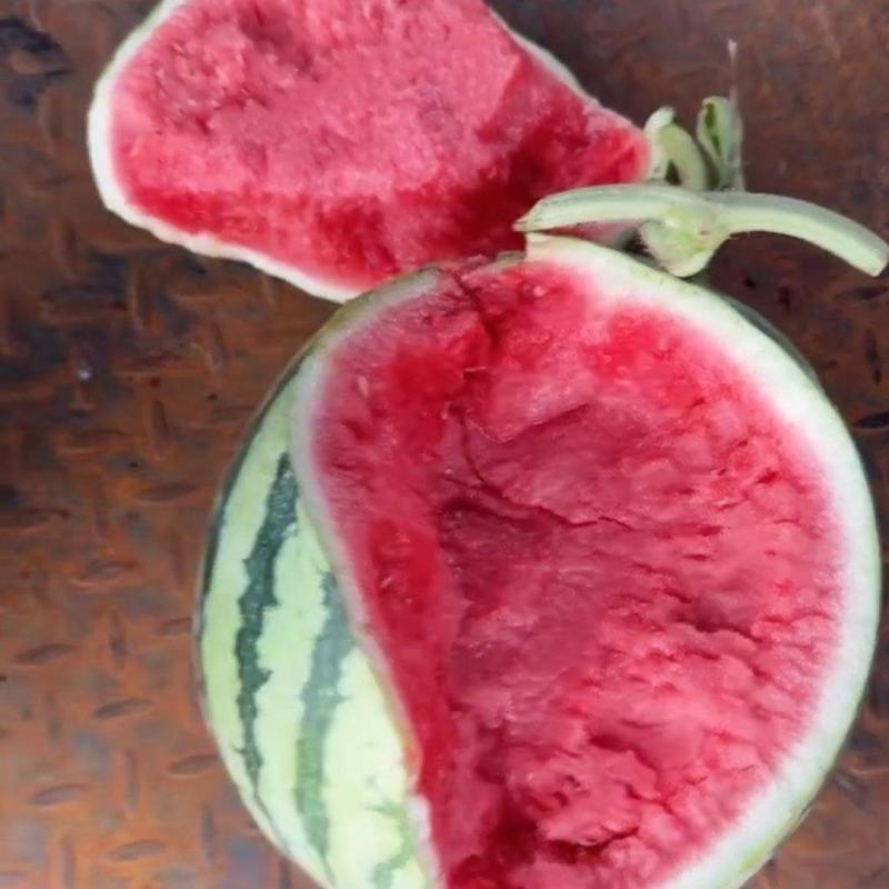 河南夏邑无籽美都麒麟瓜