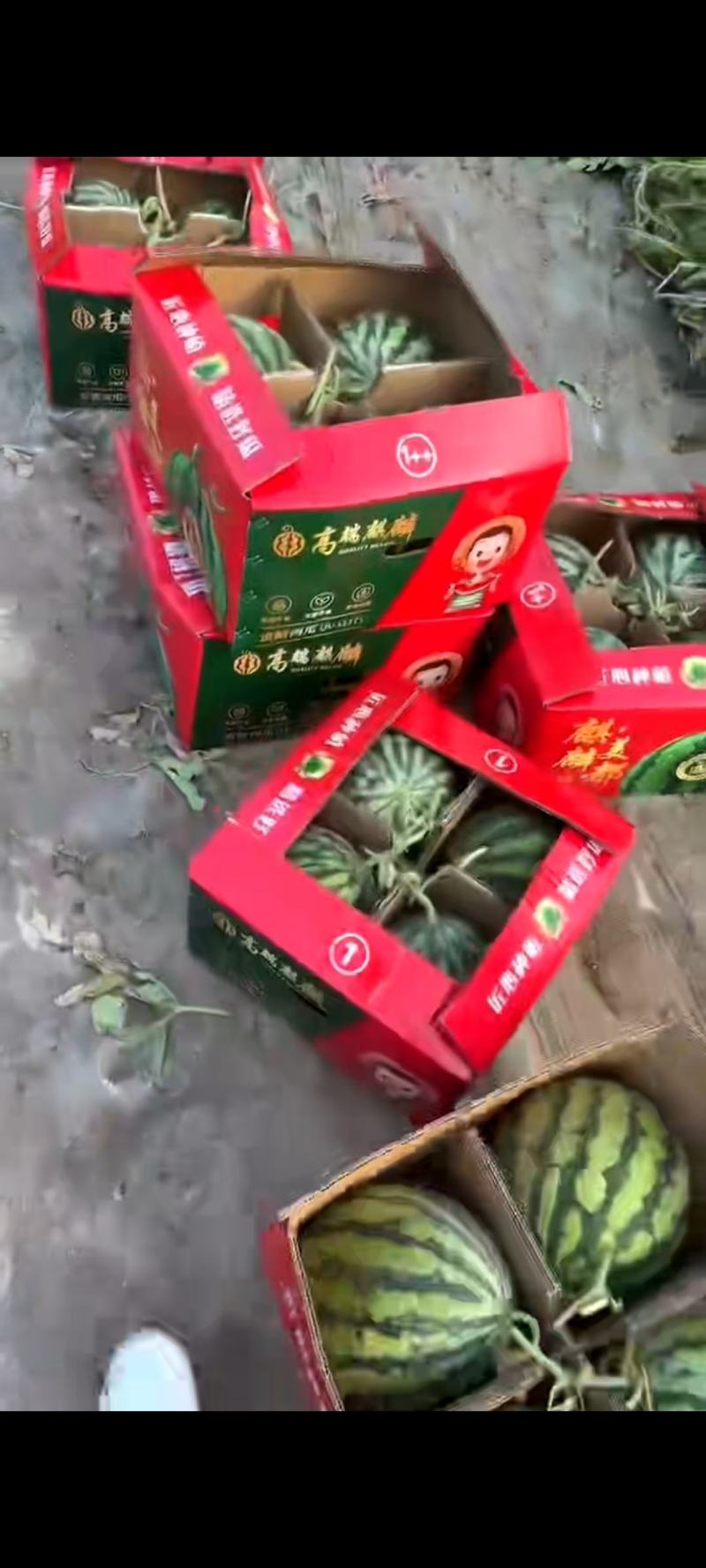 河南夏邑无籽美都麒麟瓜