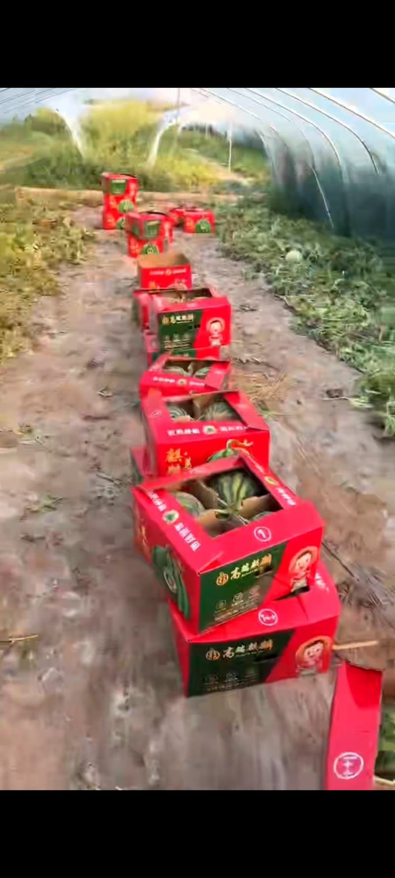 河南夏邑无籽美都麒麟瓜