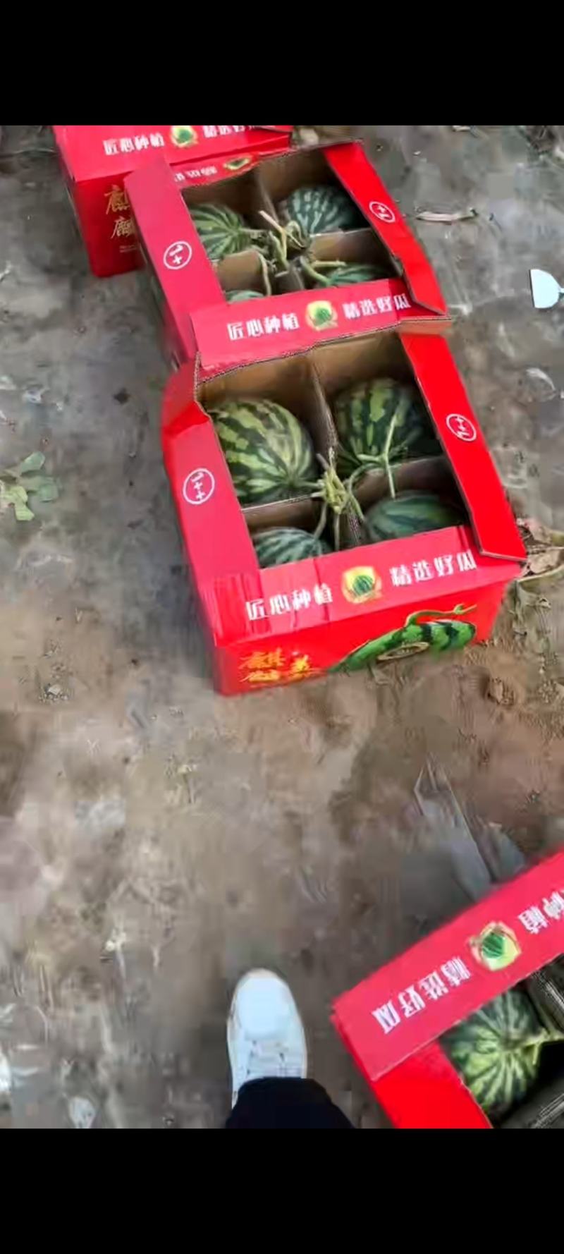 河南夏邑无籽美都麒麟瓜