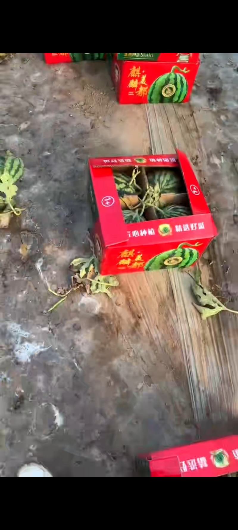 河南夏邑无籽美都麒麟瓜