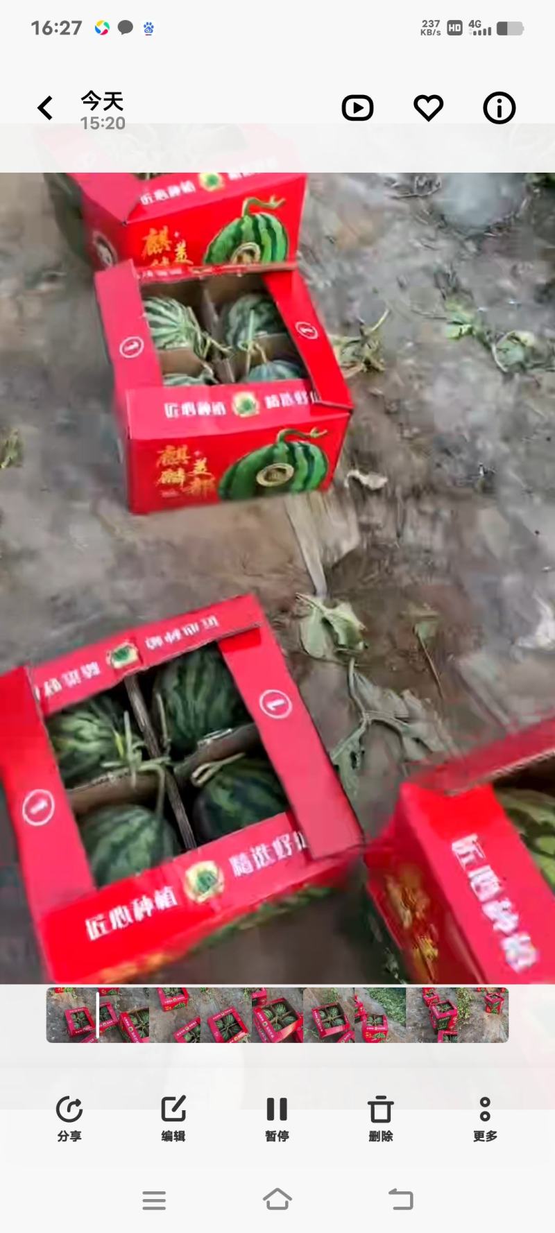 河南夏邑无籽美都麒麟瓜