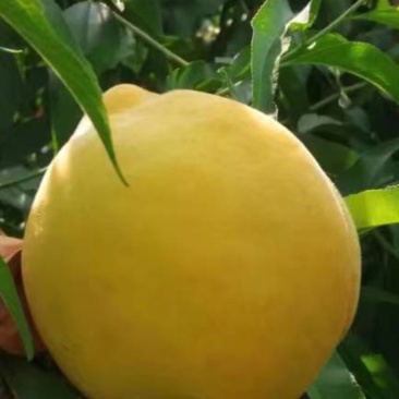 黄桃