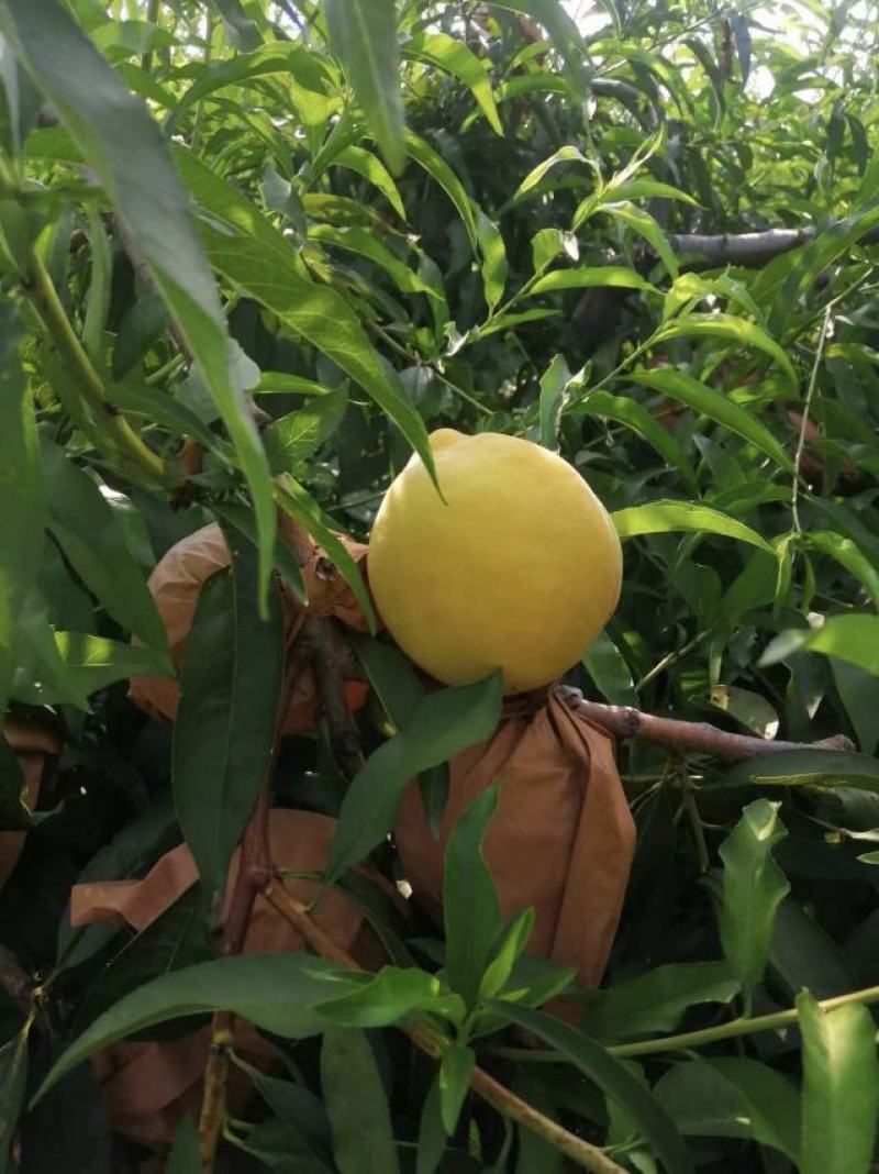 黄桃