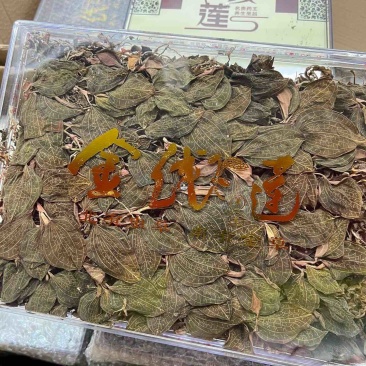 仿野生金线莲
