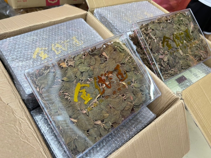 仿野生金线莲