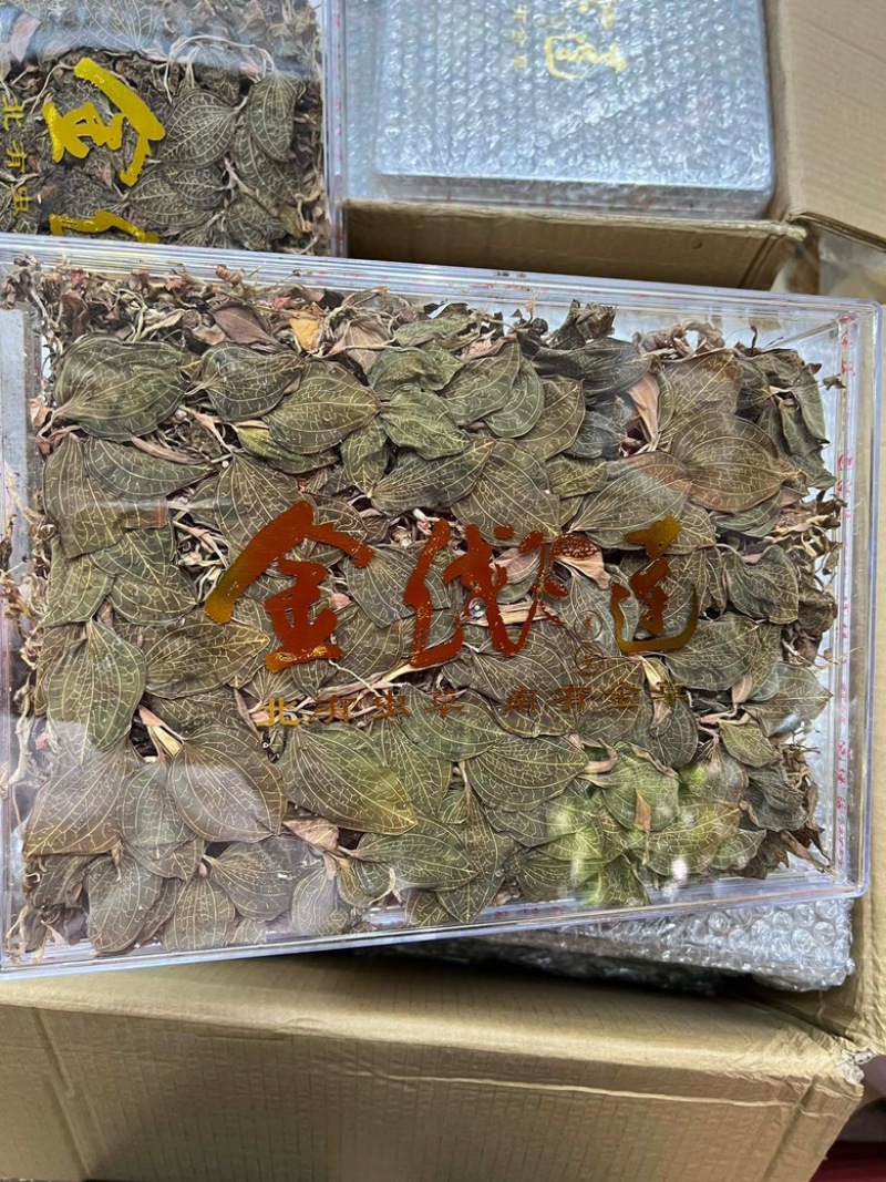 仿野生金线莲