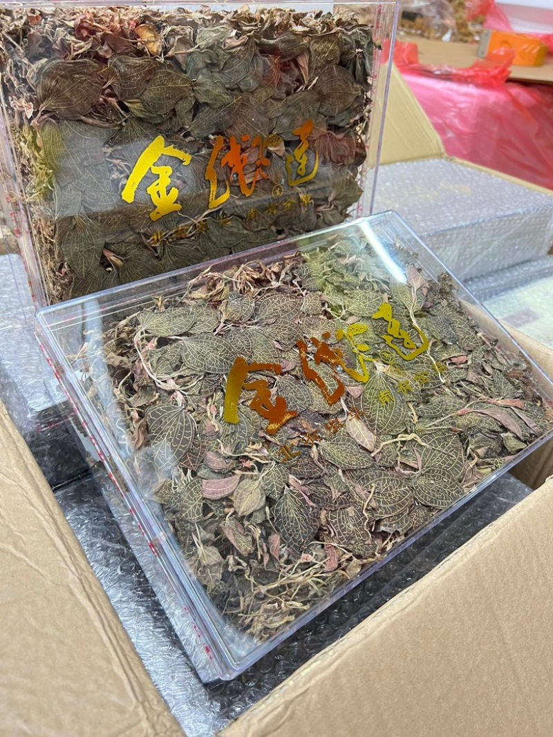 仿野生金线莲