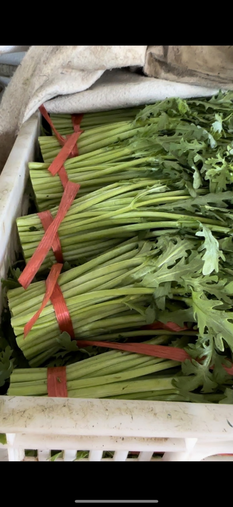 精品茼蒿（真空打冷泡沫箱装）保质保量