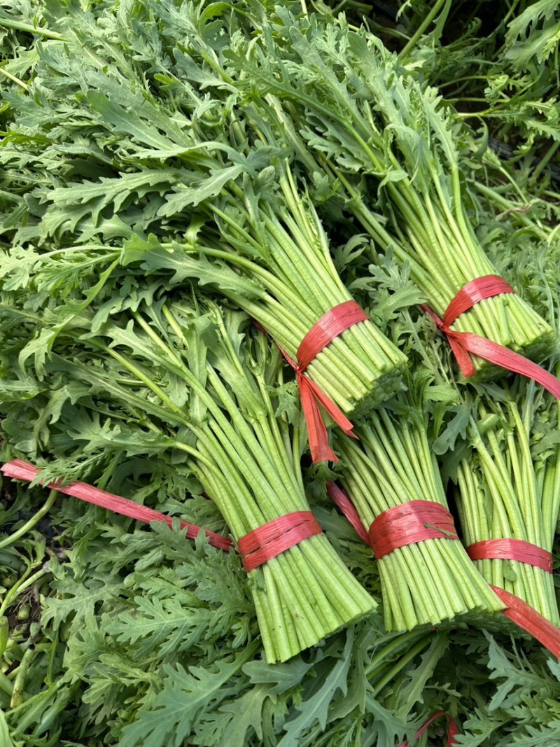 精品茼蒿（真空打冷泡沫箱装）保质保量