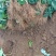 山东省潍坊市：甜宝草莓苗香野雪里香等优质草莓苗