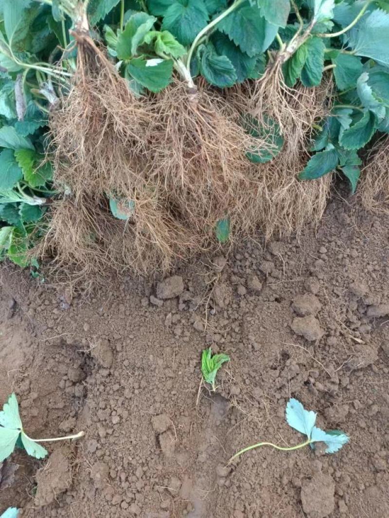 山东省潍坊市：甜宝草莓苗香野雪里香等优质草莓苗