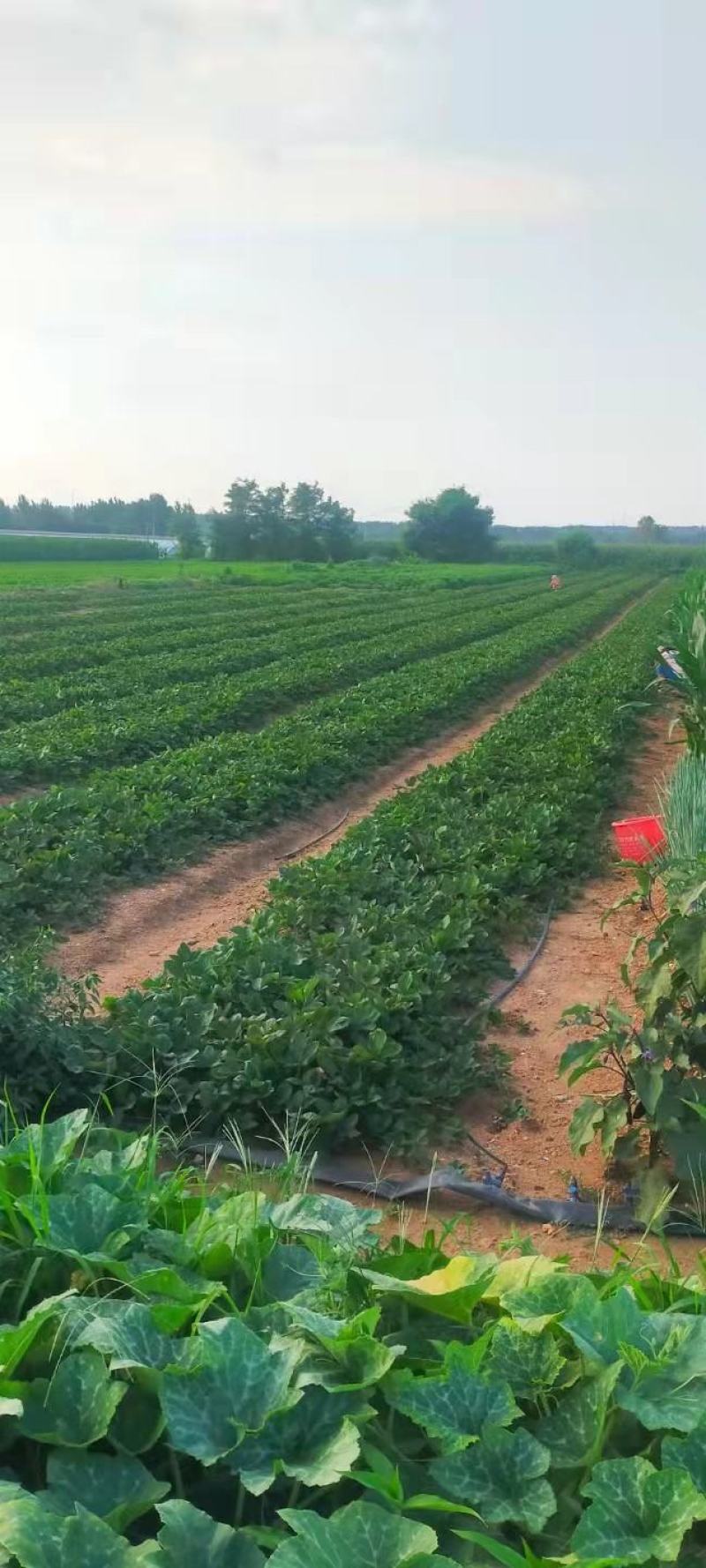 山东省潍坊市：甜宝草莓苗香野雪里香等优质草莓苗