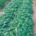 山东省潍坊市：甜宝草莓苗香野雪里香等优质草莓苗