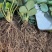 山东省潍坊市：甜宝草莓苗香野雪里香等优质草莓苗